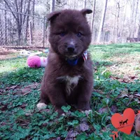 Solid Brown Embark AKC OFA, a male Siberian Husky for sale in Anderson, SC – Photo 4 of 10