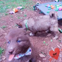 Solid Brown Embark AKC OFA, a male Siberian Husky for sale in Anderson, SC – Photo 7 of 10