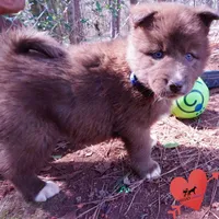 Solid Brown Embark AKC OFA, a male Siberian Husky for sale in Anderson, SC – Photo 8 of 10