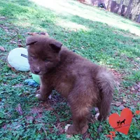 Solid Brown Embark AKC OFA, a male Siberian Husky for sale in Anderson, SC – Photo 6 of 10