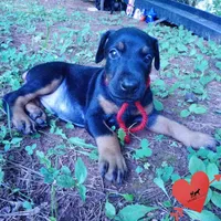 Full Euro, OFA, Embark, & AKC, a female Doberman Pinscher for sale in Anderson, SC – 2 of 10