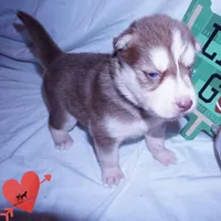 Red/white Ready mid October, a female Siberian Husky for sale in Anderson, SC – 9 of 10