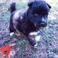 Solid Black - Rogue, a female Siberian Husky for sale in Anderson, SC – 7 of 10