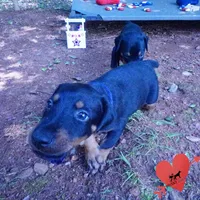 AKC Euro OFA & Embark - Sokka, a male Doberman Pinscher for sale in Anderson, SC – 5 of 10