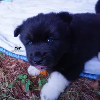 AKC Solid Black OFA & Embark, a female Siberian Husky for sale in Anderson, SC – 4 of 10