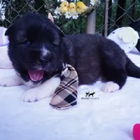 AKC Agouti OFA & Embark, a male Siberian Husky for sale in Anderson, SC – 4 of 10