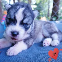 OFA & Embark Tested Parents - Usopp, a male Siberian Husky for sale in Anderson, SC – 5 of 10