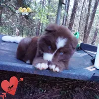 AKC OFA Brown/white, a male Siberian Husky for sale in Anderson, SC – Photo 7 of 10