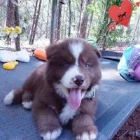 AKC OFA Brown/white, a male Siberian Husky for sale in Anderson, SC – Photo 6 of 10
