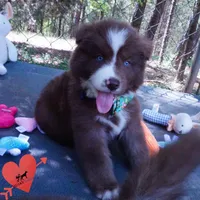 AKC OFA Brown/white, a male Siberian Husky for sale in Anderson, SC – Photo 4 of 10