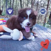 AKC OFA Brown/white, a male Siberian Husky for sale in Anderson, SC – Photo 1 of 10