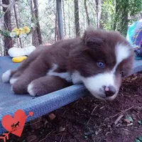 AKC OFA Brown/white, a male Siberian Husky for sale in Anderson, SC – Photo 8 of 10