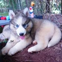 OFA & Embark Tested Parents, a female Siberian Husky for sale in Anderson, SC – 8 of 10