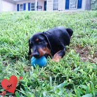 AKC Euro OFA & Embark - Amon, a male Doberman Pinscher for sale in Anderson, SC – 7 of 10