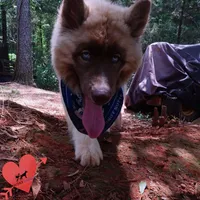 AKC Embark & OFA Parents, a male Siberian Husky for sale in Anderson, SC – 7 of 10