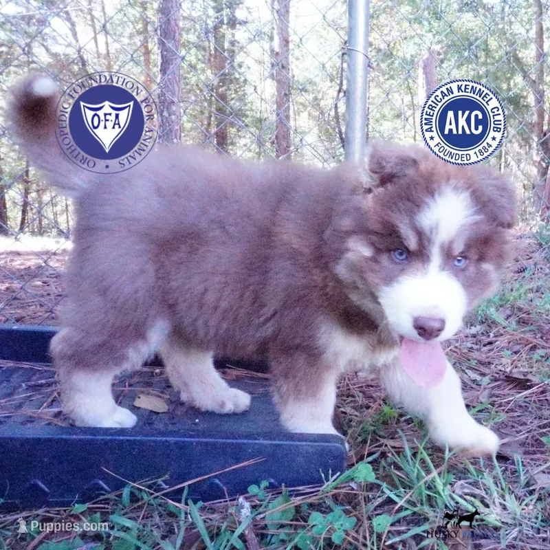 AKC & OFA Poseidon – Siberian Husky puppy for sale in Anderson, SC