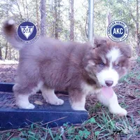 AKC & OFA Poseidon, a male Siberian Husky for sale in Anderson, SC – 1 of 10
