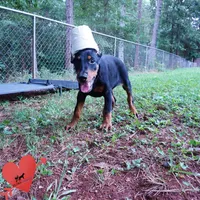 Ears Cropped AKC Euro OFA & Embark, a male Doberman Pinscher for sale in Anderson, SC – 8 of 10