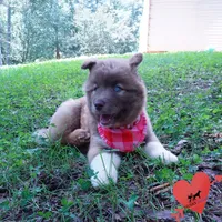 AKC Solid Brown OFA & Embark, a female Siberian Husky for sale in Anderson, SC – 7 of 10