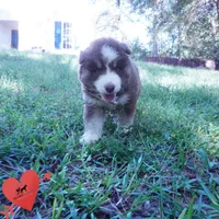 AKC & OFA Poseidon, a male Siberian Husky for sale in Anderson, SC – 7 of 10