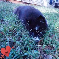 Health Tested Parents - Cyclops, a male Siberian Husky for sale in Anderson, SC – 6 of 10
