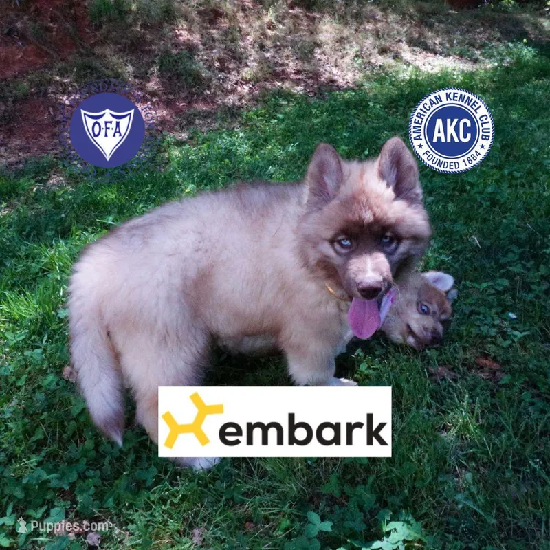 Solid Brown Embark OFA AKC – Siberian Husky puppy for sale in Anderson, SC
