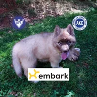 Solid Brown Embark OFA AKC, a male Siberian Husky for sale in Anderson, SC – Photo 1 of 9