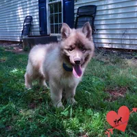 Solid Brown Embark OFA AKC, a male Siberian Husky for sale in Anderson, SC – Photo 6 of 9