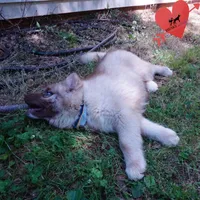 Solid Brown Embark OFA AKC, a male Siberian Husky for sale in Anderson, SC – Photo 4 of 9