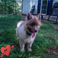 Solid Brown Embark OFA AKC, a male Siberian Husky for sale in Anderson, SC – Photo 5 of 9