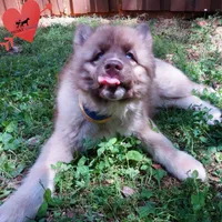 Solid Brown Embark OFA AKC, a male Siberian Husky for sale in Anderson, SC – Photo 2 of 9