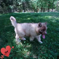 Solid Brown Embark OFA AKC, a male Siberian Husky for sale in Anderson, SC – Photo 7 of 9