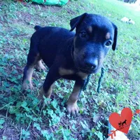 AKC Euro OFA & Embark - Hahn, a male Doberman Pinscher for sale in Anderson, SC – 6 of 10