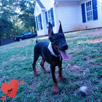 Health Tested - European, a  Doberman Pinscher for sale in Anderson, SC – 4 of 5
