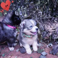 OFA & Embark Tested Parents - Usopp, a male Siberian Husky for sale in Anderson, SC – 8 of 10