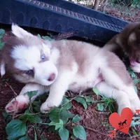 AKC OFA Red/white, a male Siberian Husky for sale in Anderson, SC – 4 of 10