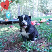 Agouti AKC  OFA & Embark, a female Siberian Husky for sale in Anderson, SC – 5 of 10
