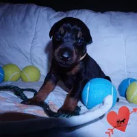 AKC Euro OFA & Embark - Hahn, a male Doberman Pinscher for sale in Anderson, SC – 8 of 10