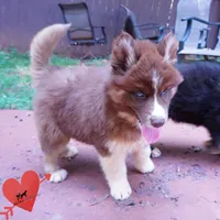 Embark & OFA Tested Parents, a male Siberian Husky for sale in Anderson, SC – 2 of 10