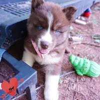 Embark & OFA Tested Parents, a male Siberian Husky for sale in Anderson, SC – 9 of 10
