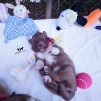 AKC Solid Brown OFA & Embark, a female Siberian Husky for sale in Anderson, SC – 7 of 10