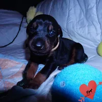 AKC Euro OFA & Embark - Hahn, a male Doberman Pinscher for sale in Anderson, SC – 7 of 10