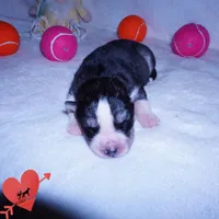 Black/white AKC OFA Embark, a male Siberian Husky for sale in Anderson, SC – 2 of 10