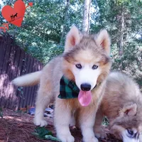OFA & Embark Tested Parents, a female Siberian Husky for sale in Anderson, SC – 8 of 9