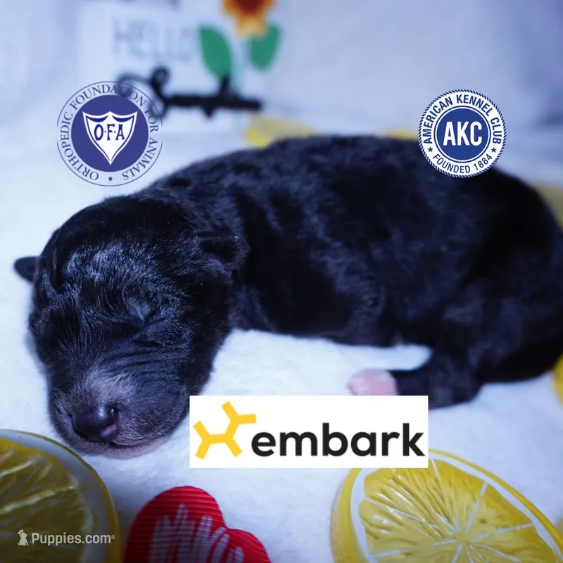 AKC Solid Black - Storm – Siberian Husky puppy for sale in Anderson, SC