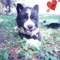 Phoenix - AKC, a female Siberian Husky for sale in Anderson, SC – 2 of 10