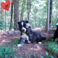 Agouti AKC  OFA & Embark, a female Siberian Husky for sale in Anderson, SC – 2 of 10