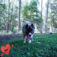AKC Agouti OFA & Embark, a female Siberian Husky for sale in Anderson, SC – 8 of 10