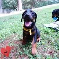 Champion & Full Euro AKC, a female Doberman Pinscher for sale in Anderson, SC – 9 of 10