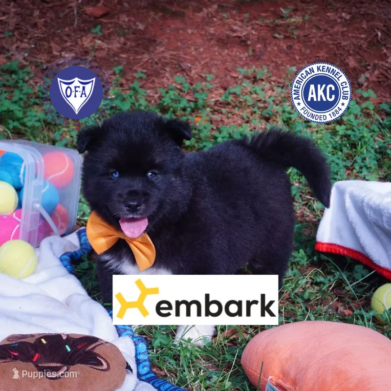 AKC Solid Black OFA & Embark – Siberian Husky puppy for sale in Anderson, SC